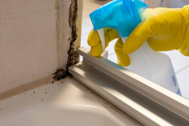 Best Black Mold Removal  in Methuen Town, MA
