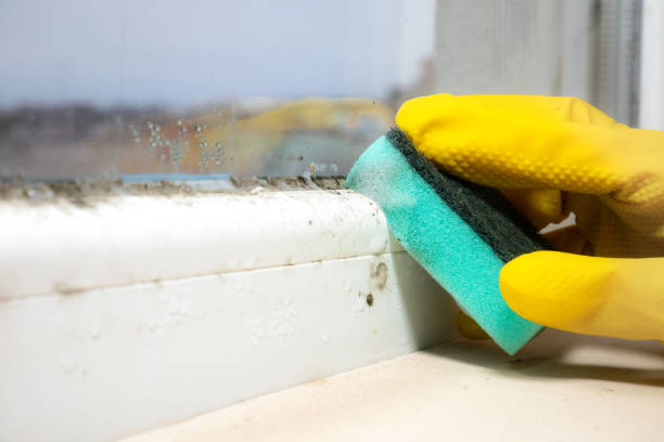 Best Mold Remediation Services  in Methuen Town, MA