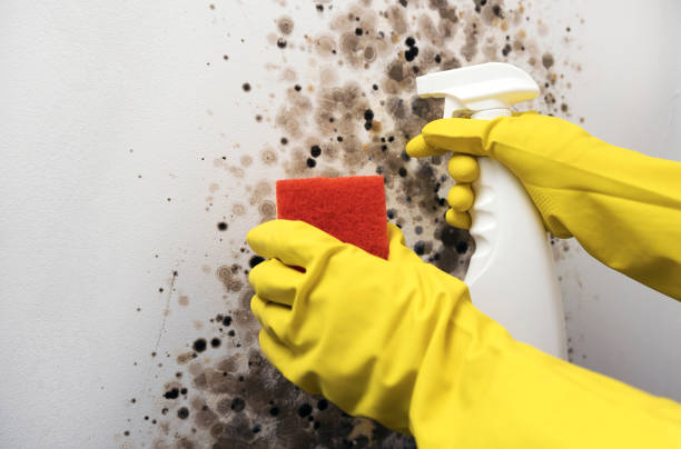 Best Mold Removal Near Me  in Methuen Town, MA