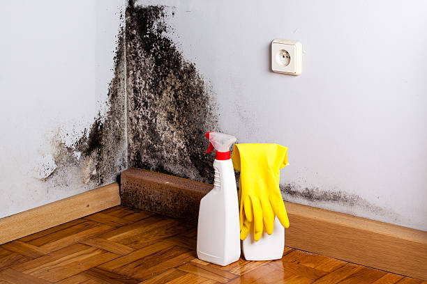 Professional Mold Removal in Methuen Town, MA