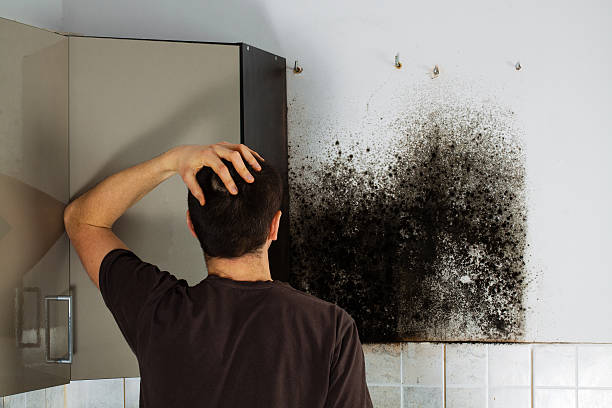 Best Fast Mold Removal  in Methuen Town, MA