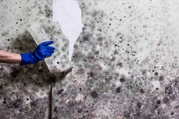 Best Toxic Mold Removal  in Methuen Town, MA